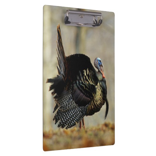 Masttruthühner, Illinois Klemmbrett (Rechts)