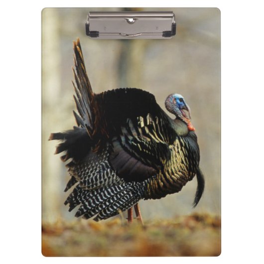 Masttruthühner, Illinois Klemmbrett (Vorderseite)