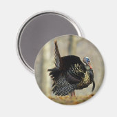 Masttruthühner, Illinois Magnet (Vorderseite/Rückseite)