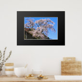 Matabei-Zakura: Kirschbaum wischen Poster (Küche)