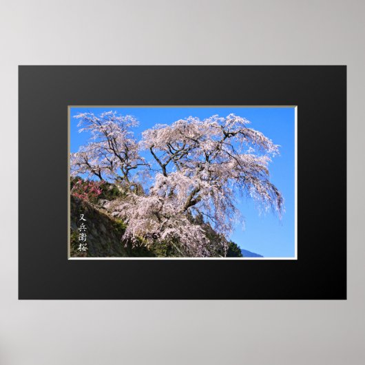 Matabei-Zakura: Kirschbaum wischen Poster (Vorne)