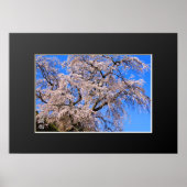 Matabei-Zakura: Kirschbaum wischen Poster (Vorne)