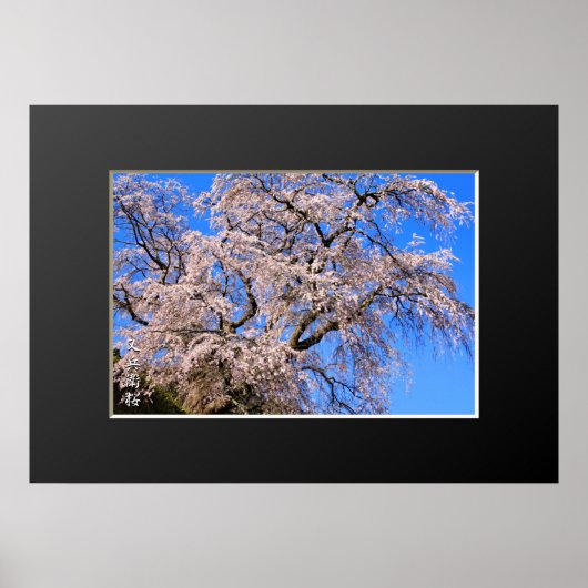 Matabei-Zakura: Kirschbaum wischen Poster (Vorne)