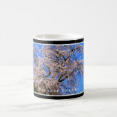 Matabei-Zakura Weeping Cherry Tree Kaffeetasse (Mittel)