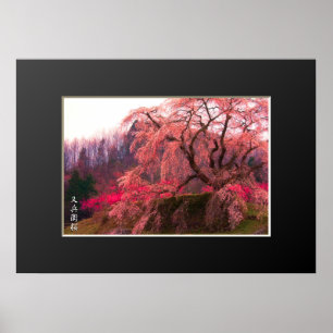 Matabei-Zakura: Weeping Cherry Tree Poster