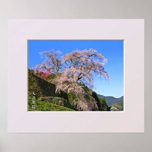 Matabei-Zakura Weeping Cherry Tree Poster (Vorne)