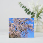 Matabei-Zakura: Weeping Cherry Tree Postkarte (Stehend Vorderseite)