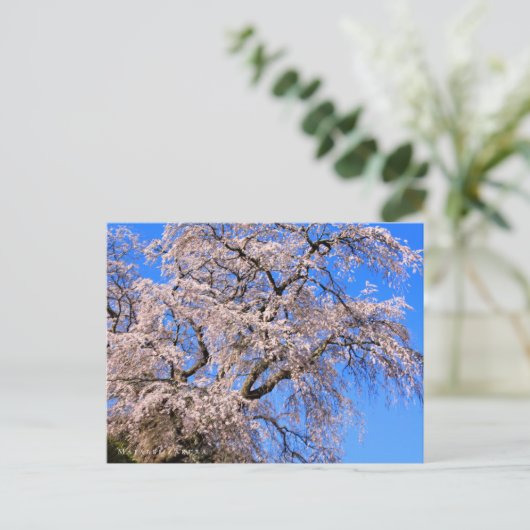 Matabei-Zakura: Weeping Cherry Tree Postkarte (Stehend Vorderseite)