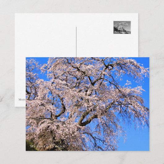 Matabei-Zakura: Weeping Cherry Tree Postkarte (Vorne/Hinten)