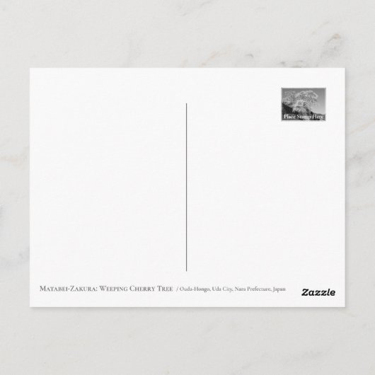 Matabei-Zakura: Weeping Cherry Tree Postkarte (Rückseite)
