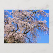 Matabei-Zakura: Weeping Cherry Tree Postkarte (Vorderseite)