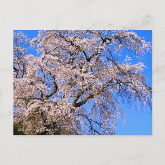 Matabei-Zakura: Weeping Cherry Tree Postkarte (Vorderseite)