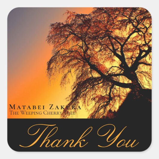 Matabei-Zakura: Weeping Cherry Tree Quadratischer Aufkleber (Vorderseite)