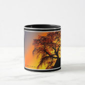 Matabei-Zakura Weeping Cherry Tree Tasse (Zentrum)