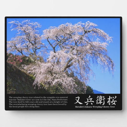 Matabei-Zakura weinend Kirschbaum [Foto-Plakette] Fotoplatte (Vorderseite)