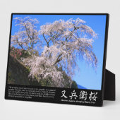 Matabei-Zakura weinend Kirschbaum [Foto-Plakette] Fotoplatte (Seite)