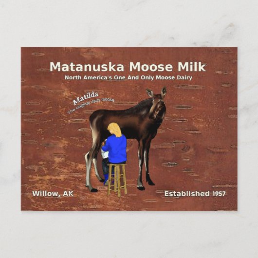 Matanuska Moose Milk Postkarte (Vorderseite)