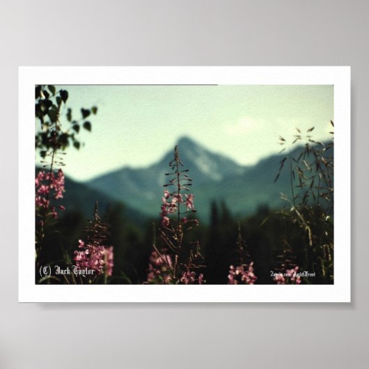 Matanuska Peak und Fireweed #01, (C) Jack Taylo... Poster (Vorne)