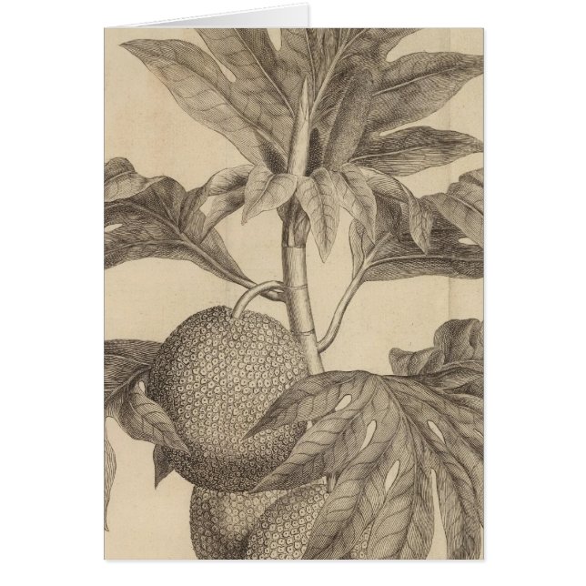 Matavia Bay, Tahiti (Vorne)