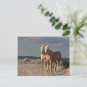 Matched Palominos Postkarte (Stehend Vorderseite)