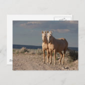 Matched Palominos Postkarte (Vorne/Hinten)