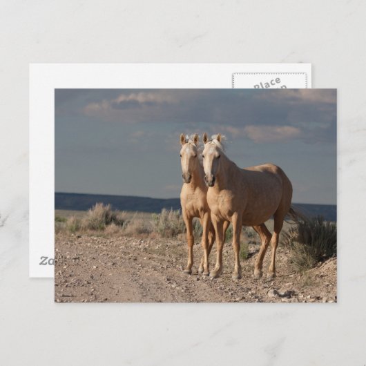 Matched Palominos Postkarte (Vorne/Hinten)