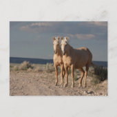 Matched Palominos Postkarte (Vorderseite)