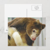 Matchies Tree Kangaroo Postcard Postkarte (Vorne/Hinten)