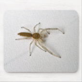 Matching Items der braunen männlichen Springspinne Mousepad (Vorne)