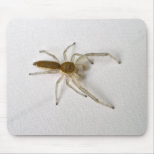 Matching Items der braunen männlichen Springspinne Mousepad
