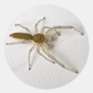 Matching Items der braunen männlichen Springspinne Runder Aufkleber