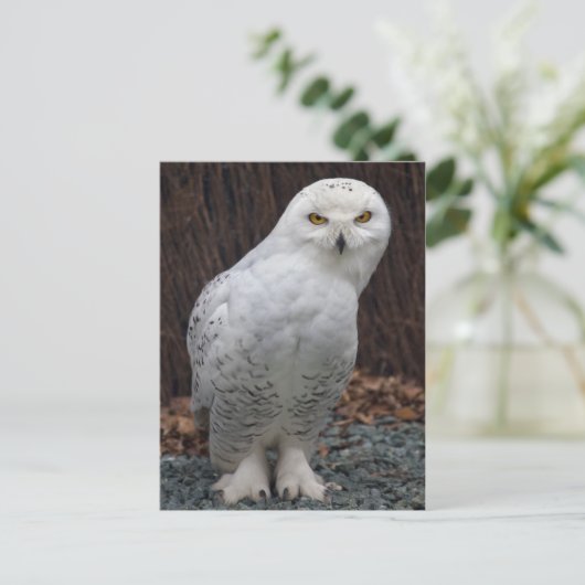 Matching Slippers Postkarte (Stehend Vorderseite)