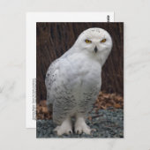 Matching Slippers Postkarte (Vorne/Hinten)