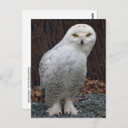 Matching Slippers Postkarte (Vorne/Hinten)