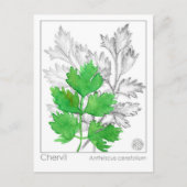 Materia Medica Chervil Herbal Study Card Postkarte (Vorderseite)