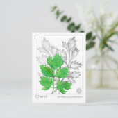 Materia Medica Chervil Herbal Study Card Postkarte (Stehend Vorderseite)