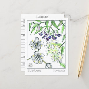 Materia Medica Elderberry Herbal Study Card Postkarte