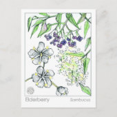 Materia Medica Elderberry Herbal Study Card Postkarte (Vorderseite)