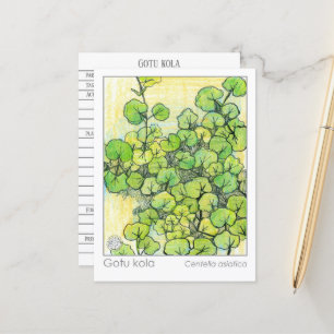 Materia Medica Gotu Kola Pflanze Kräuterstudienkar Postkarte