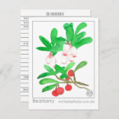Materia Medica Herbal Study Card Bearberry Postkarte (Vorne/Hinten)