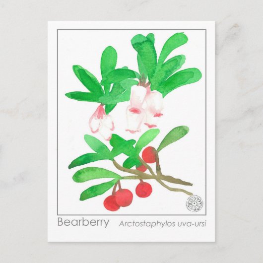 Materia Medica Herbal Study Card Bearberry Postkarte (Vorderseite)