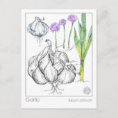 Materia Medica Knolic Pflanze Kräuterstudie Postkarte (Vorderseite)