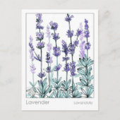 Materia Medica Lavender Blume Kräuterstudie Postkarte (Vorderseite)