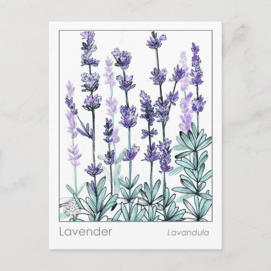 Materia Medica Lavender Blume Kräuterstudie Postkarte (Vorderseite)