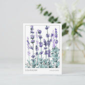 Materia Medica Lavender Blume Kräuterstudie Postkarte (Stehend Vorderseite)