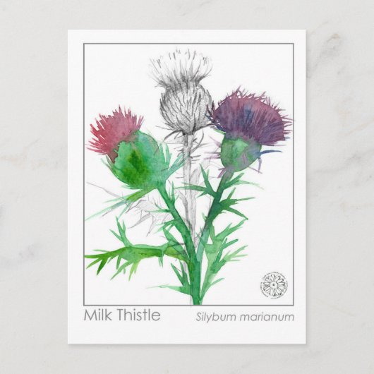 Materia Medica Milk Thistle Herbal Study Card Postkarte (Vorderseite)