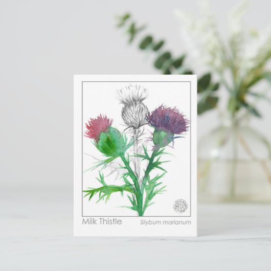 Materia Medica Milk Thistle Herbal Study Card Postkarte (Stehend Vorderseite)