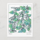 Materia Medica Mint Tea Pflanze Kräuterstudienkart Postkarte (Vorderseite)