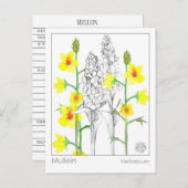 Materia Medica Mullein Medicinal Herb Stub Card Postkarte (Vorne/Hinten)