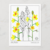 Materia Medica Mullein Medicinal Herb Stub Card Postkarte (Vorderseite)